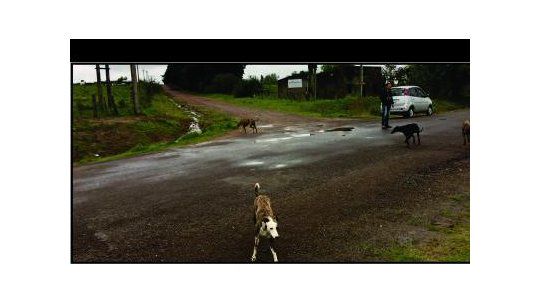 perros jauría