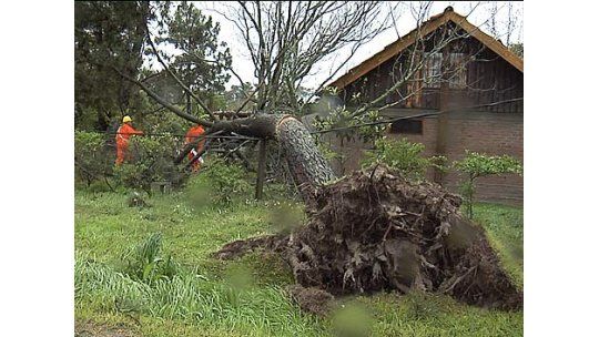Decenas de voladuras de techo y árboles en el litoral y la costa