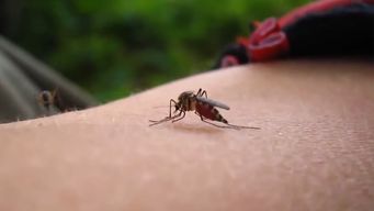 hay 31 casos de chikungunya y 20 de dengue en uruguay, informo la ministra de salud