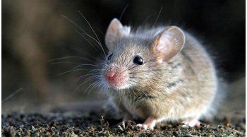 msp reporto un caso de hantavirosis en un nombre de 41 anos de canelones que requirio internacion