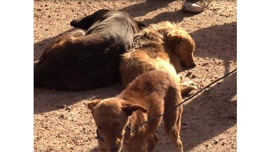 Un hombre tenía en su casa de Malvín 77 perros y 40 gatos