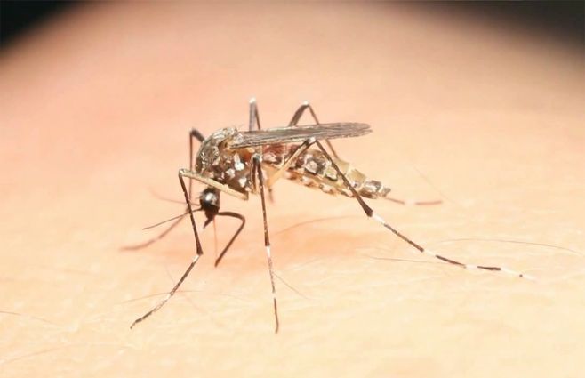 Perú declara estado de emergencia sanitaria por brote de dengue