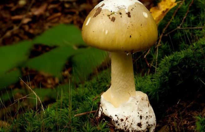 hongo-amanita.jpg
