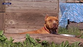 una nina de 7 anos y un adolescente de 15 resultaron heridos tras dos ataques de perros en rivera