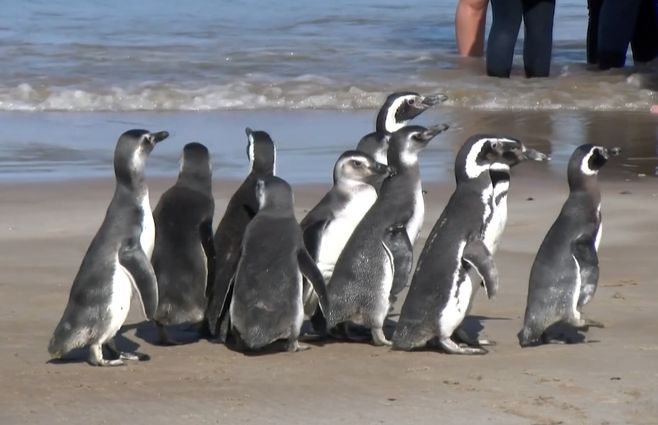 pinguinos-liberados-playa-mansa.jpg