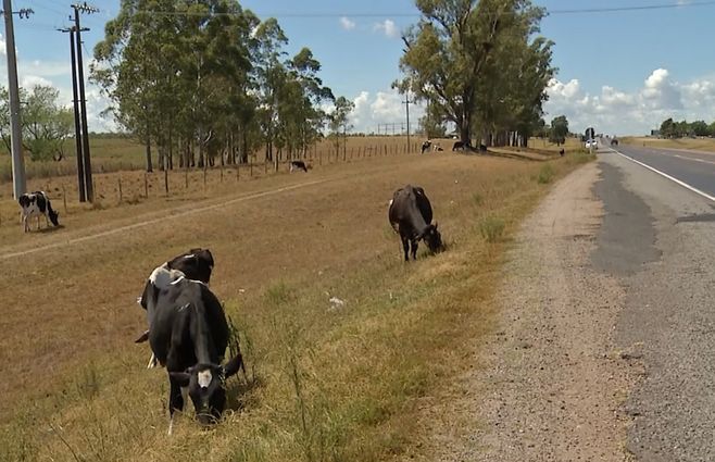 campo-vacas-sequia-ruta.jpg